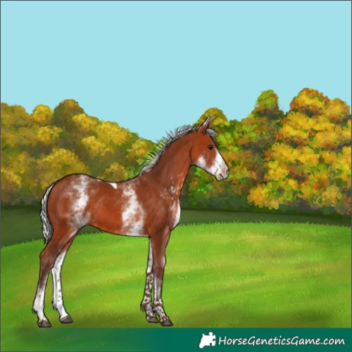 Horse Color:White Spotted Silver Brown Tobiano Rabicano 