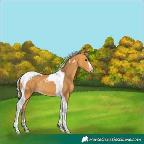 Horse Color:Silver Buckskin Tobiano Rabicano 