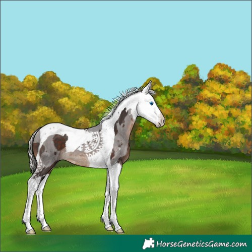 Horse Color:White Spotted Silver Brown Merle Tobiano Rabicano 
