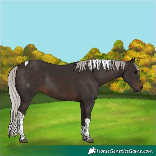 Horse Color:Silver Brown Tobiano Rabicano 