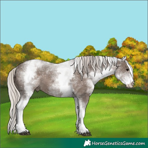 Horse Color:White Spotted Silver Black Tobiano Rabicano 