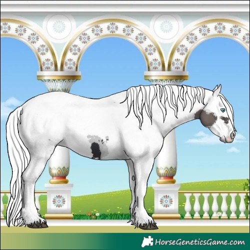 Horse Color:Black Merle Tobiano 