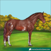 Horse Color:White Spotted Chestnut Appaloosa 