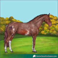 Horse Color:White Spotted Chestnut Varnish 