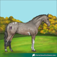 Horse Color:Bay Tobiano Appaloosa 
