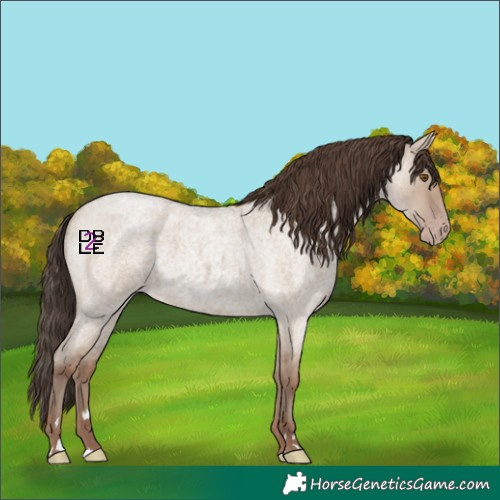 Horse Color:Classic Champagne Roan Dun Rabicano 