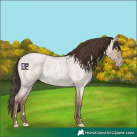 Horse Color:Classic Champagne Roan Dun Rabicano