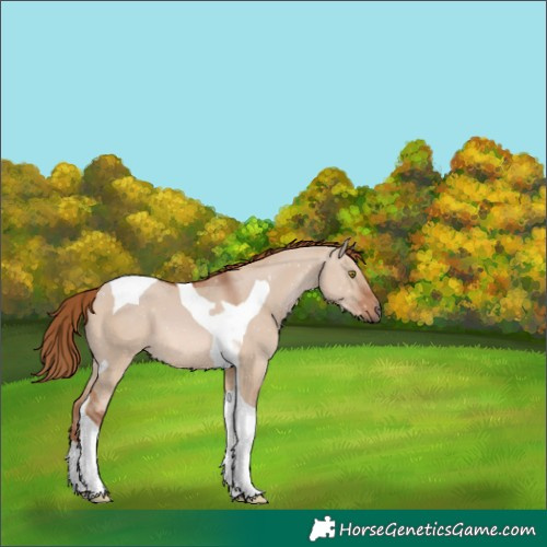 Horse Color:Red Dun Tobiano 