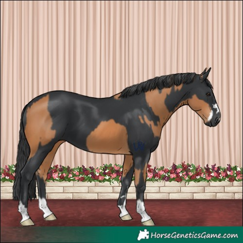 Horse Color:Chestnut and Black