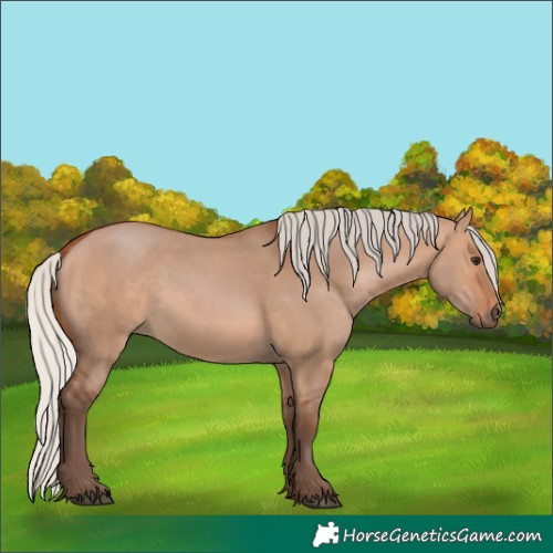 Horse Color:Silver Bay Dun