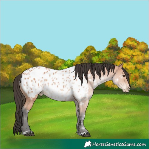 Horse Color:Bay Appaloosa 