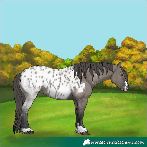 Horse Color:Grullo Near Leopard 
