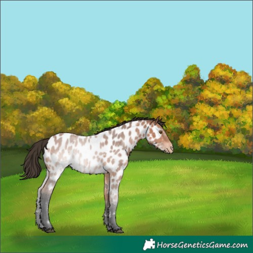 Horse Color:Bay Appaloosa 