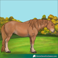 Horse Color:Chestnut  and Chestnut 