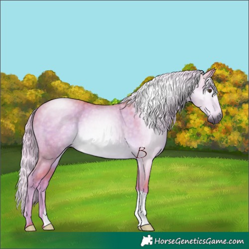 Horse Color:Gray Watercolor Palomino Dun Rabicano 