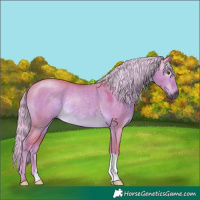 Horse Color:Gray Watercolor Palomino Dun Rabicano 