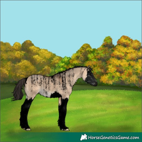 Horse Color:Unknown 