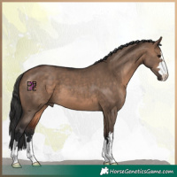 Horse Color:Brown Dun