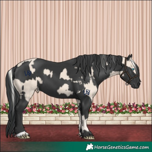 Horse Color:Cremello and Black