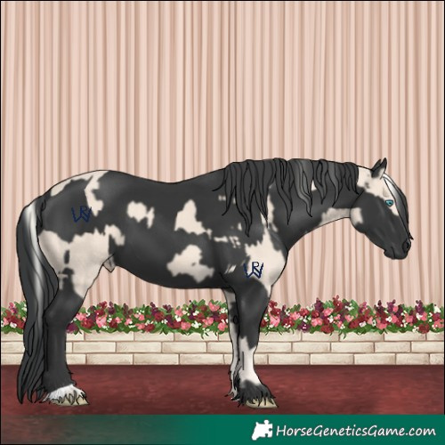 Horse Color:Cremello  and Black 