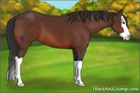 Horse Color:Bay Splash 