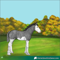 Horse Color:Blue Roan Splash