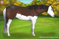 Horse Color:Bay Splash 