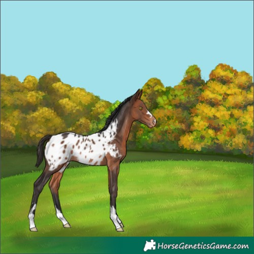 Horse Color:Bay Appaloosa Rabicano 