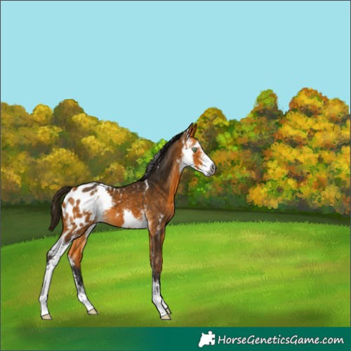 Horse Color:Gray Buckskin Sabino Appaloosa 