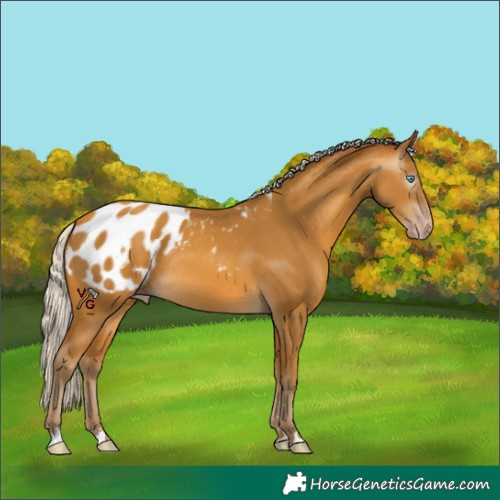 Horse Color:Gray Silver Amber Cream Champagne Appaloosa Rabicano 