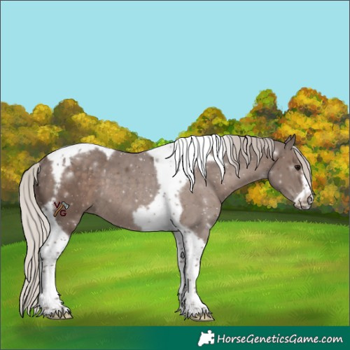 Horse Color:Silver Black Tobiano Frame Rabicano