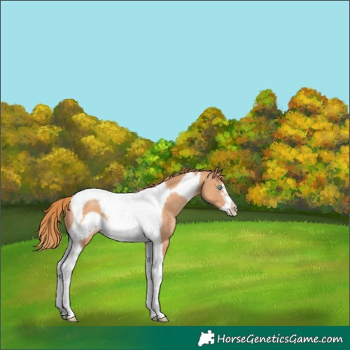 Horse Color:Gold Champagne Tobiano Frame Rabicano 
