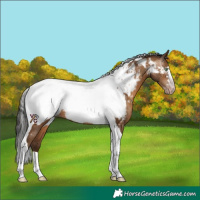 Horse Color:Gray Amber Champagne Tobiano Appaloosa Rabicano 
