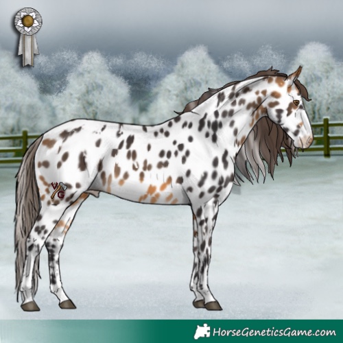 Horse Color:White Spotted Buckskin Appaloosa 