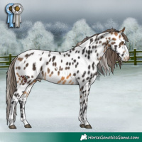 Horse Color:White Spotted Buckskin Appaloosa 