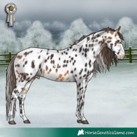 Horse Color:White Spotted Buckskin Appaloosa