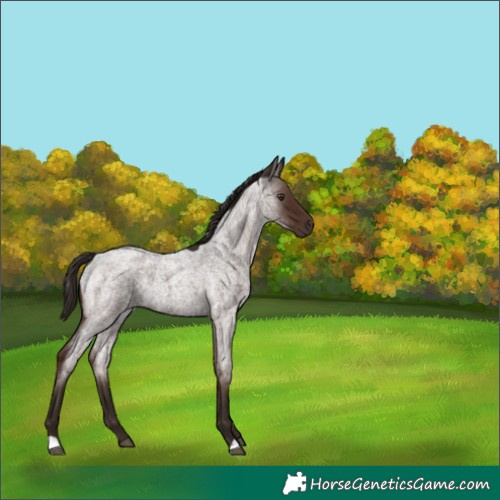 Horse Color:Liver Red Roan 