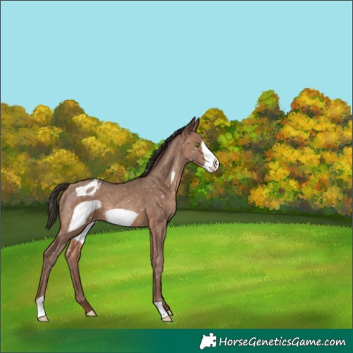 Horse Color:Sable Champagne Frame Appaloosa 
