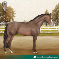 Horse Color:Sable Champagne Splash 
