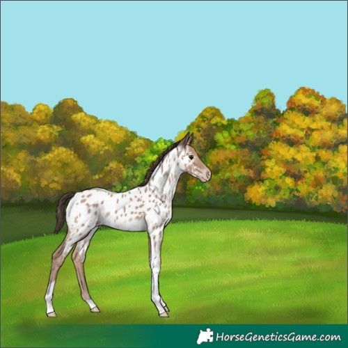 Horse Color:Classic Champagne Tobiano Appaloosa 
