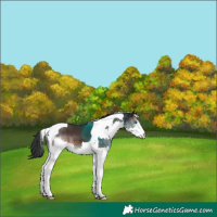Horse Color:Brown Splash Tobiano