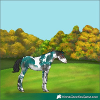 Horse Color:Brown Splash Tobiano