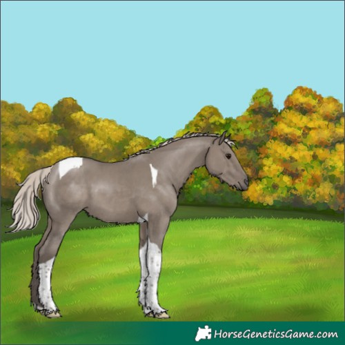 Horse Color:Silver Grullo Tobiano 