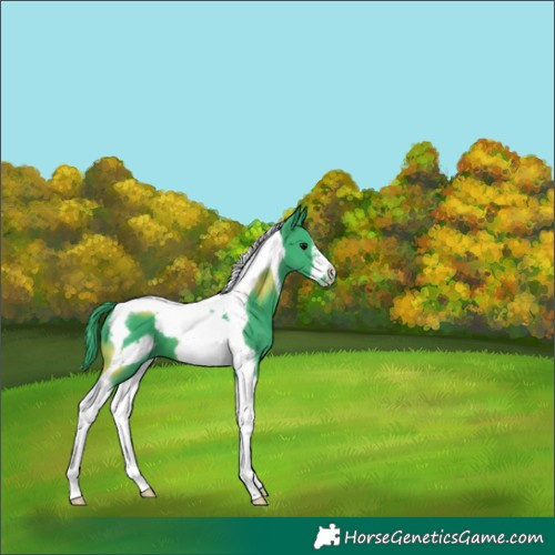 Horse Color:Watercolor Black Tobiano Frame 