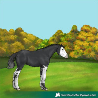 Horse Color:Black Splash 