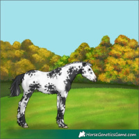Horse Color:Black Splash Tobiano Frame