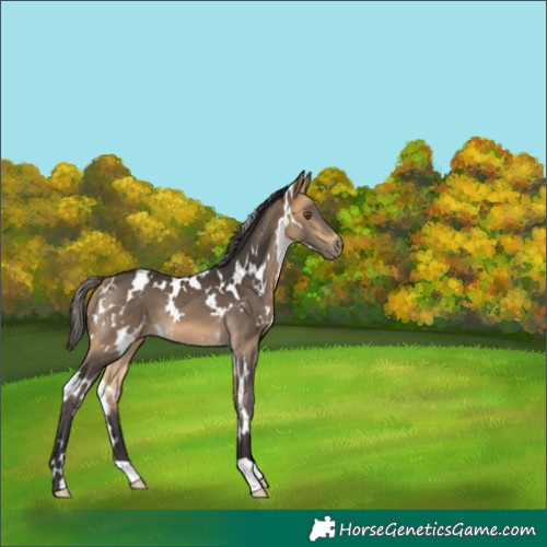 Horse Color:White Spotted Buckskin 