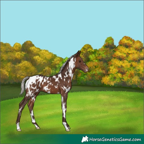 Horse Color:White Spotted Silver Brown Appaloosa 