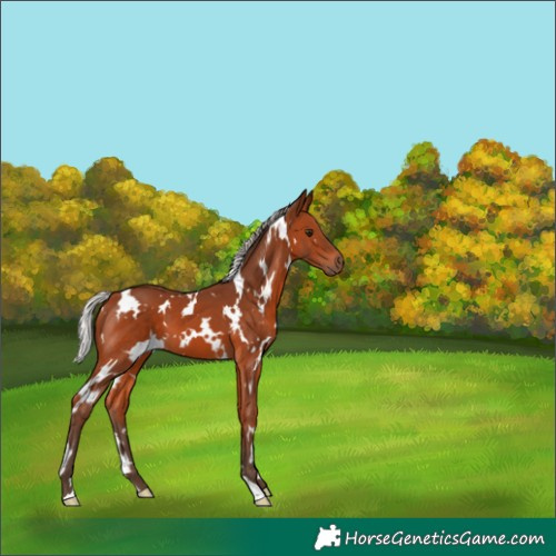 Horse Color:White Spotted Silver Brown 