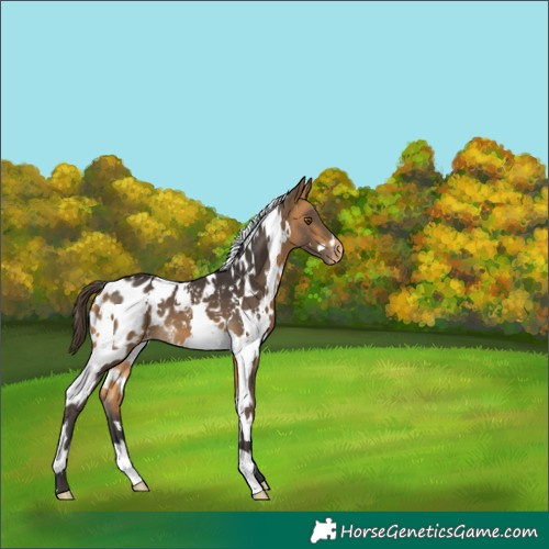 Horse Color:White Spotted Buckskin Appaloosa 
